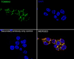TOMM40 Antibody in Immunocytochemistry (ICC/IF)