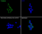 TOMM40 Antibody in Immunocytochemistry (ICC/IF)
