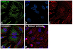TOMM40 Antibody in Immunocytochemistry (ICC/IF)