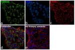 TOMM40 Antibody in Immunocytochemistry (ICC/IF)