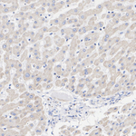 TOMM40 Antibody in Immunohistochemistry (Paraffin) (IHC (P))