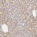 TOMM40 Antibody in Immunohistochemistry (Paraffin) (IHC (P))