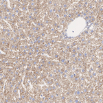 TOMM40 Antibody in Immunohistochemistry (Paraffin) (IHC (P))