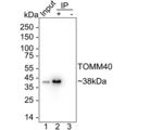 TOMM40 Antibody in Immunoprecipitation (IP)
