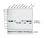 TOMM40 Antibody in Western Blot (WB)