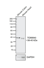TOMM40 Antibody in Western Blot (WB)