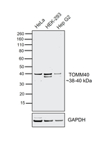 TOMM40 Antibody in Western Blot (WB)