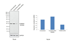 TOMM40 Antibody in Western Blot (WB)