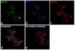 SLP76 Antibody in Immunocytochemistry (ICC/IF)
