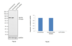 SLP76 Antibody in Western Blot (WB)