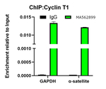 Cyclin T1 Antibody in ChIP Assay (ChIP)