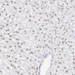 Cyclin T1 Antibody in Immunohistochemistry (Paraffin) (IHC (P))