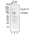 Cyclin T1 Antibody in Immunoprecipitation (IP)