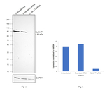 Cyclin T1 Antibody