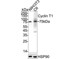Cyclin T1 Antibody in Western Blot (WB)