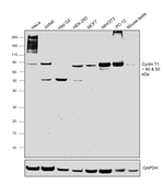 Cyclin T1 Antibody in Western Blot (WB)