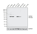 GATA2 Antibody