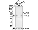 GATA2 Antibody in Western Blot (WB)