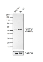 GATA2 Antibody in Western Blot (WB)