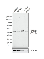 GATA2 Antibody in Western Blot (WB)