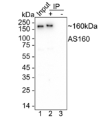 AS160 Antibody in Immunoprecipitation (IP)