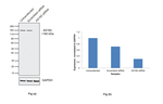 AS160 Antibody