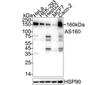 AS160 Antibody in Western Blot (WB)