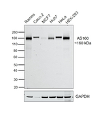 AS160 Antibody in Western Blot (WB)