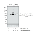Phospho-LYN/LCK/HCK/BLK (Tyr397, Tyr394, Tyr411, Tyr389) Antibody