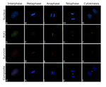 PLK1 Recombinant Monoclonal Antibody (PSH04-35)