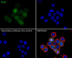 PLK1 Antibody in Immunocytochemistry (ICC/IF)