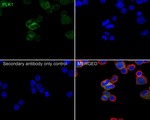 PLK1 Antibody in Immunocytochemistry (ICC/IF)