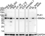 PLK1 Antibody in Western Blot (WB)