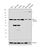 PLK1 Antibody in Western Blot (WB)