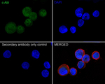 c-Abl Antibody in Immunocytochemistry (ICC/IF)