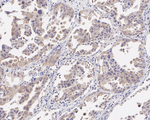 c-Abl Antibody in Immunohistochemistry (Paraffin) (IHC (P))