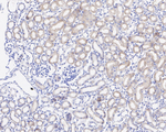 c-Abl Antibody in Immunohistochemistry (Paraffin) (IHC (P))