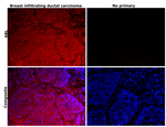 c-Abl Antibody in Immunohistochemistry (Paraffin) (IHC (P))
