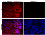 c-Abl Antibody in Immunohistochemistry (Paraffin) (IHC (P))