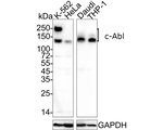 c-Abl Antibody in Western Blot (WB)