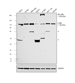 c-Abl Antibody in Western Blot (WB)