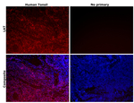 LAT Antibody in Immunohistochemistry (Paraffin) (IHC (P))
