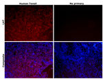 LAT Antibody in Immunohistochemistry (Paraffin) (IHC (P))