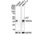LAT Antibody in Western Blot (WB)