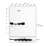 LAT Antibody in Western Blot (WB)