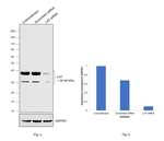 LAT Antibody in Western Blot (WB)