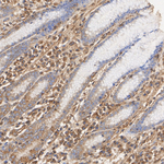 PKA alpha (catalytic subunit) Antibody in Immunohistochemistry (Paraffin) (IHC (P))