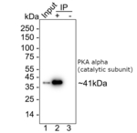 PKA alpha (catalytic subunit) Antibody in Immunoprecipitation (IP)