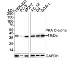 PKA alpha (catalytic subunit) Antibody in Western Blot (WB)