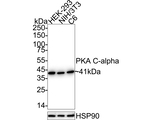 PKA alpha (catalytic subunit) Antibody in Western Blot (WB)